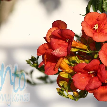 דירות Glastros  Il Vento Mykonos מראה חיצוני תמונה