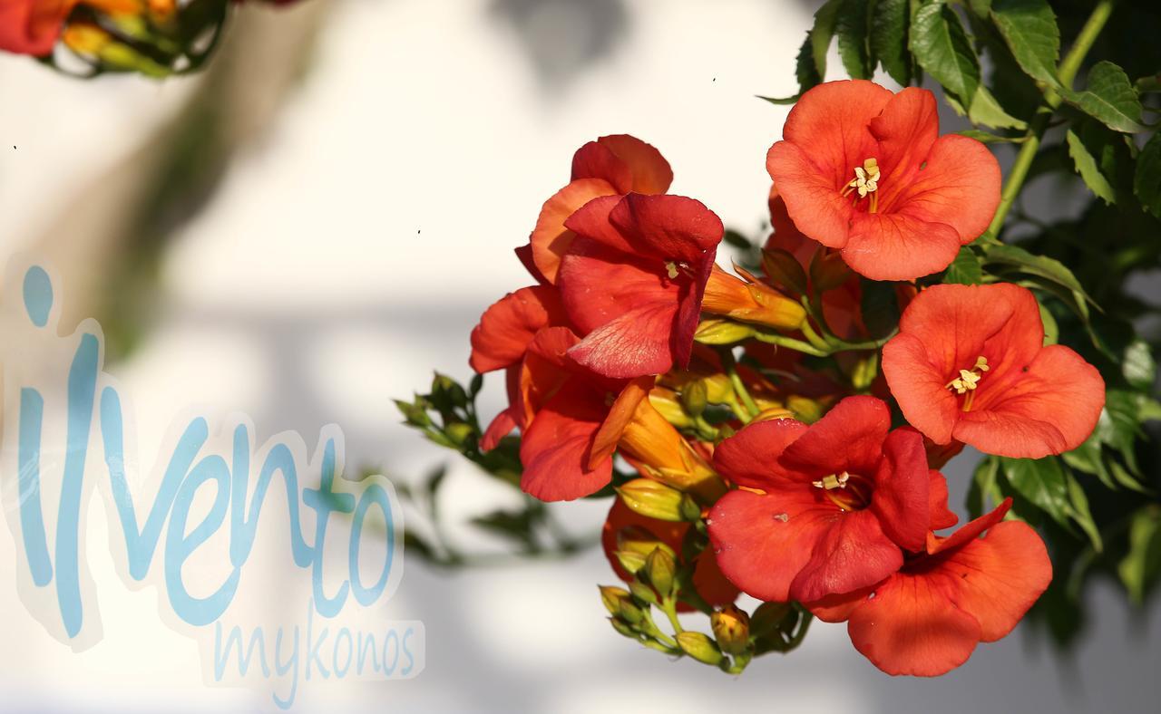 דירות Glastros  Il Vento Mykonos מראה חיצוני תמונה